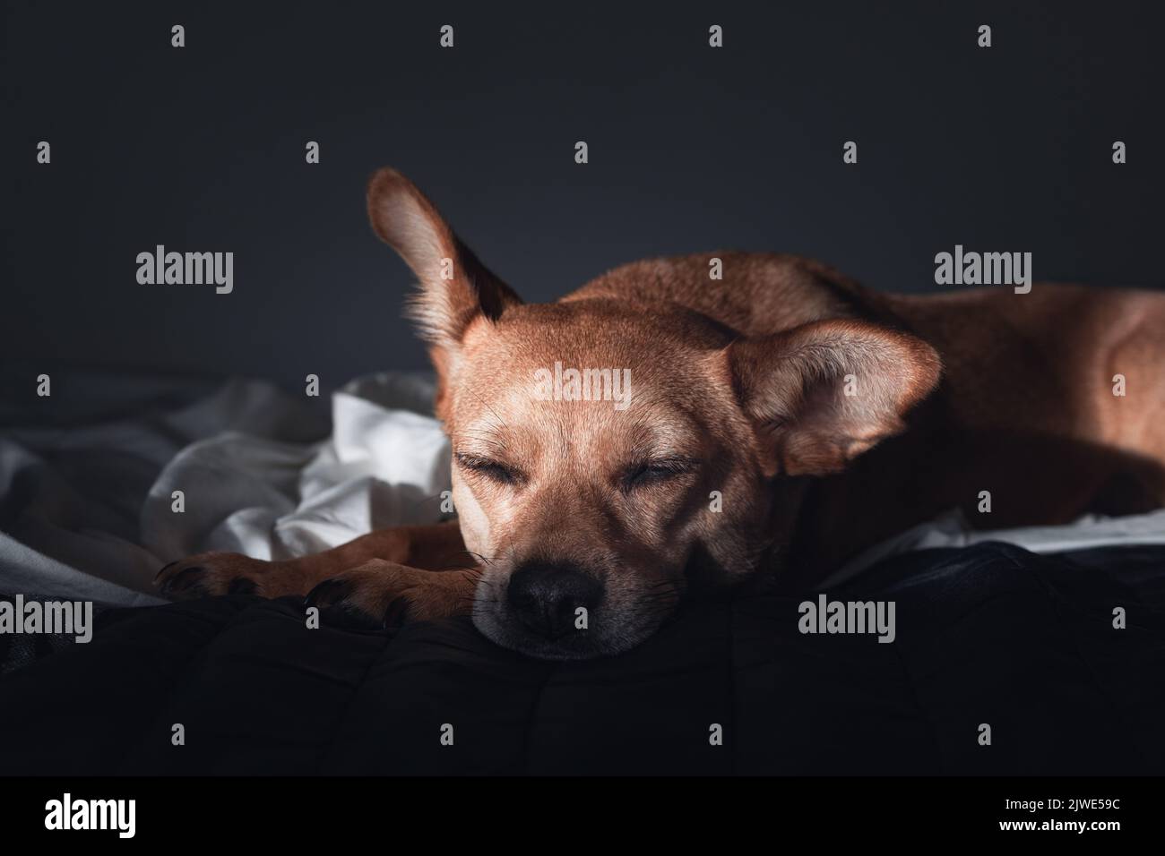Portrait of a brown mixedbreed dog sleeping in a dark room with dimmed
