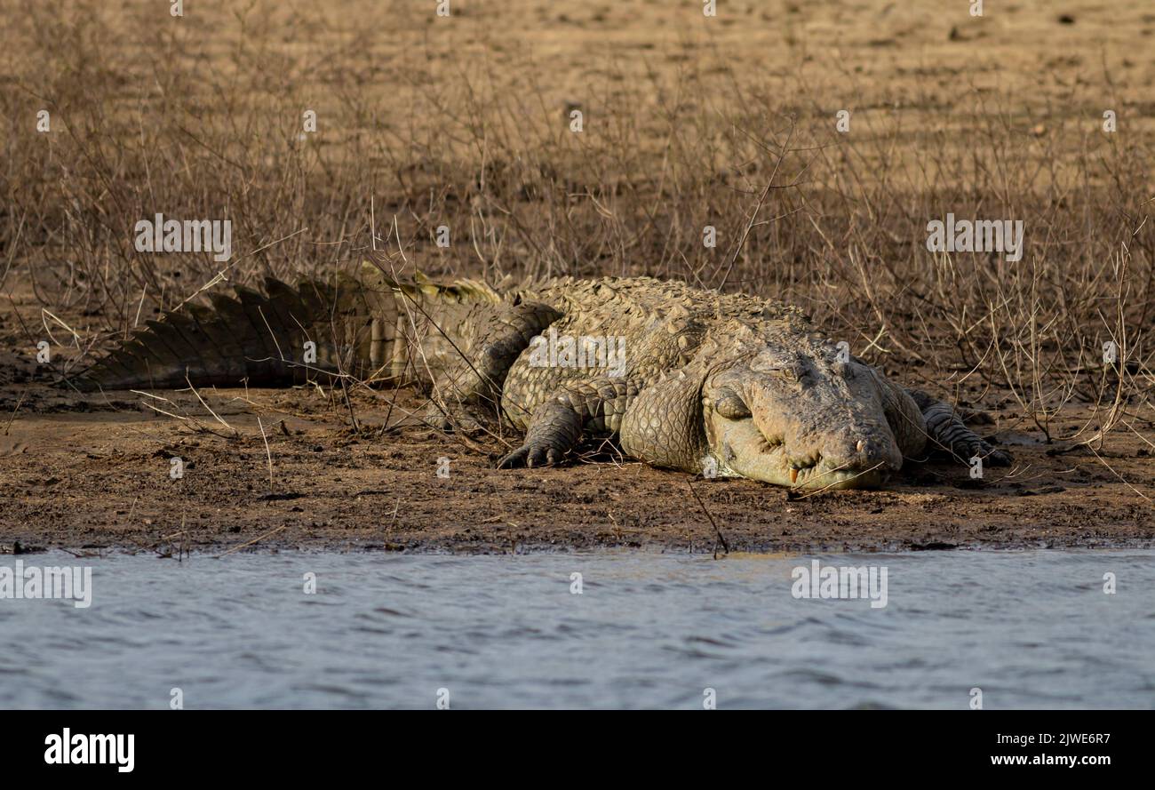 Crocodile on a rock; close up of a croc; Crocodile resting on a rock; crocodile on the ground; croc basking in the sun; crocodiles resting; mugger Stock Photo