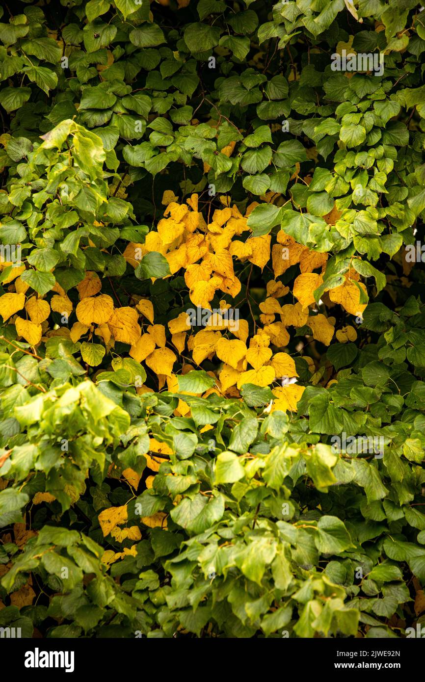 First signs of autumn,leaves changing colour Stock Photo