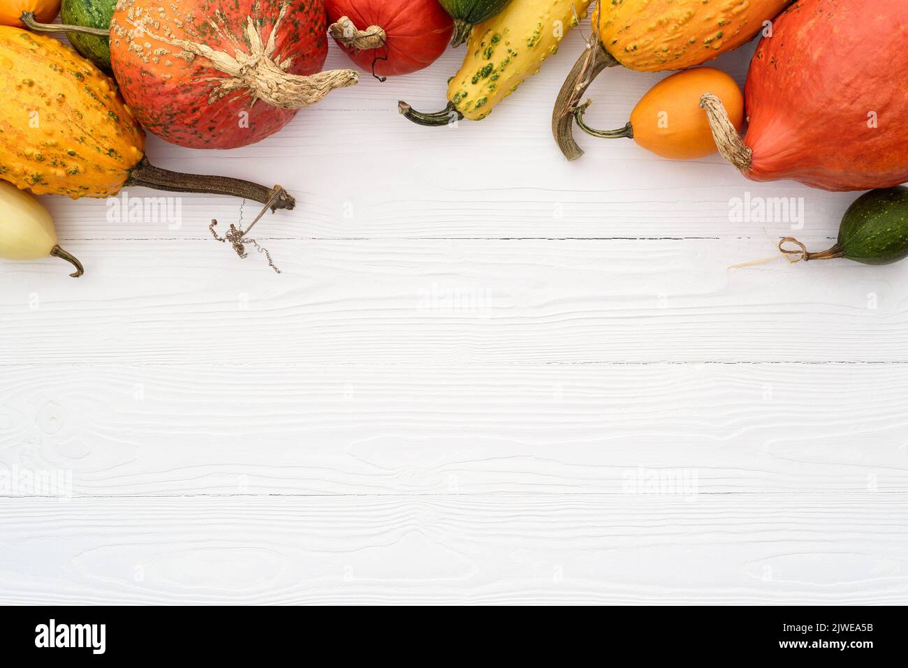 Autumn white background with harvest of pumpkins and decorative gourds witn copy space for text Stock Photo