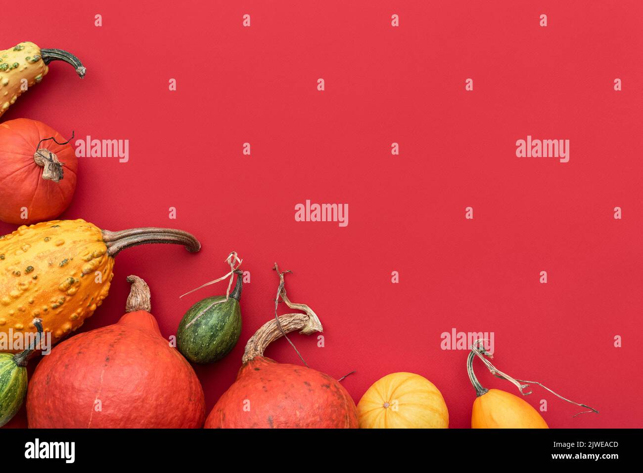 Red autumn background with pumpkin frame Stock Photo