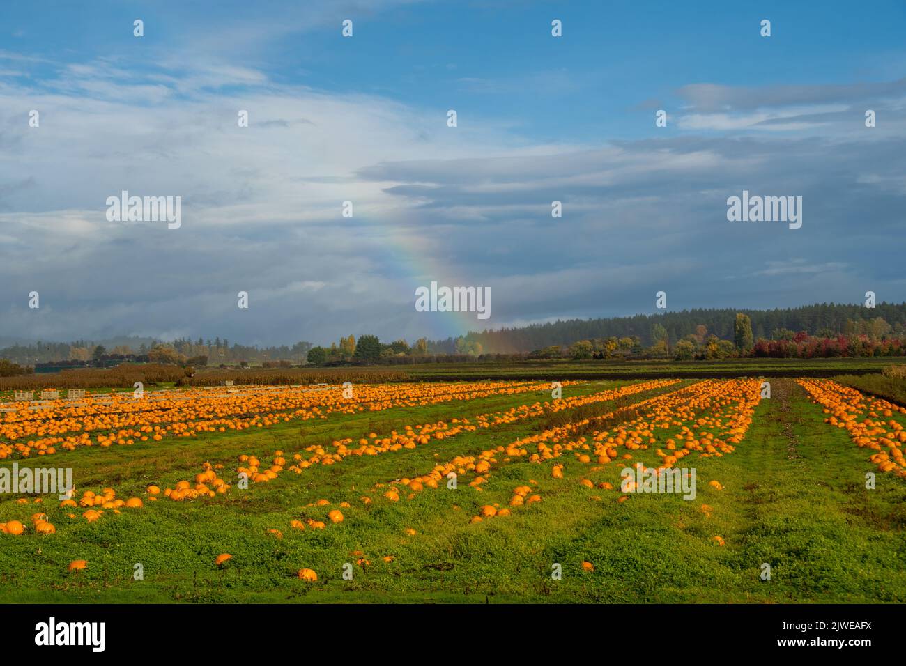 Pumpkin fields autumn blue sky hi-res stock photography and images - Alamy