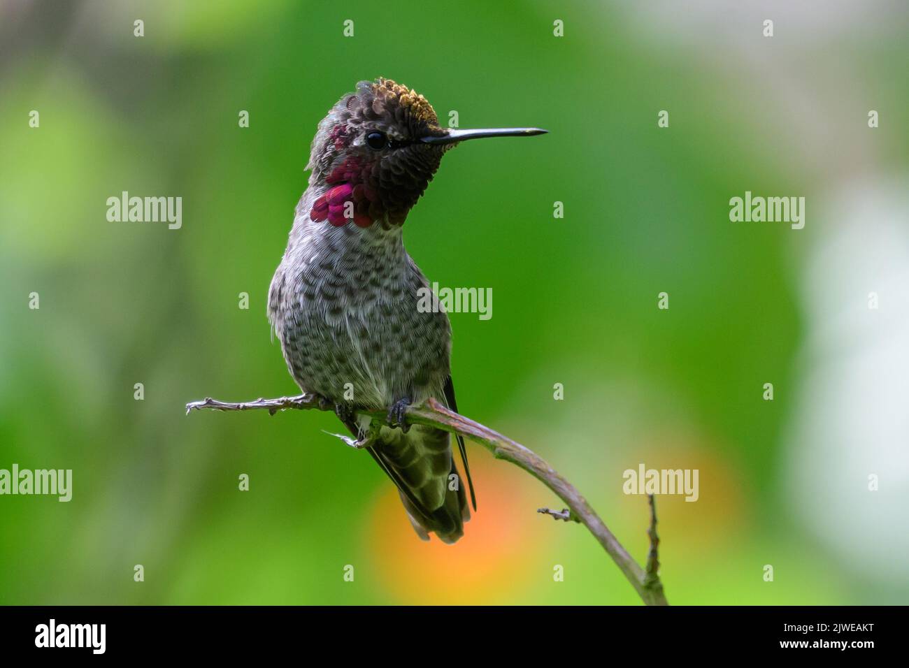 Portrait of an Anna's Hummingbird sitting on a branch, British Columbia, Canada Stock Photo