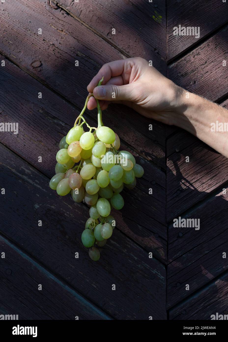 Bunch of green grapes in a hand on a dark background Stock Photo