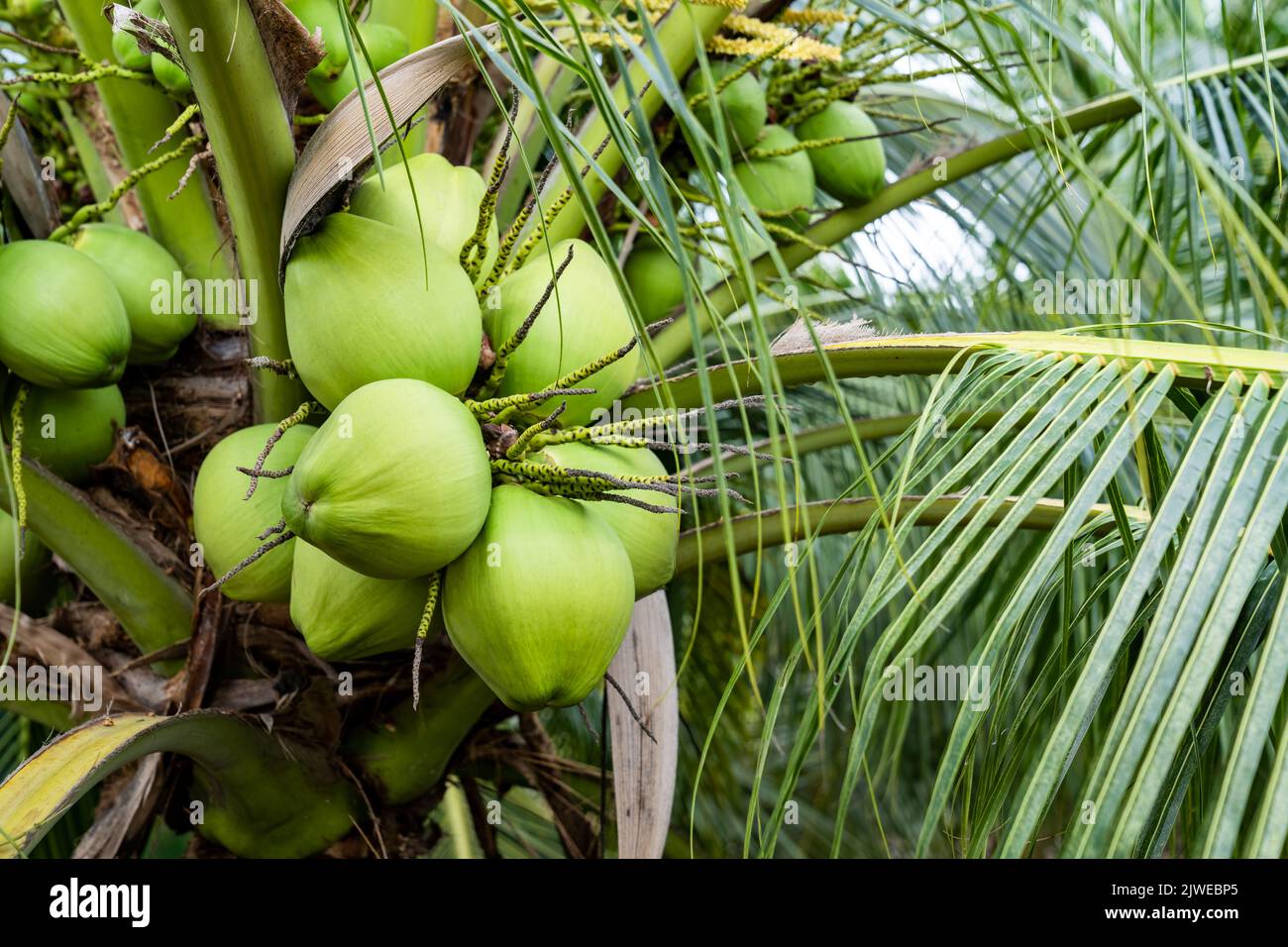 coconut tree, Cocos nucifera is a member of the palm tree family ...