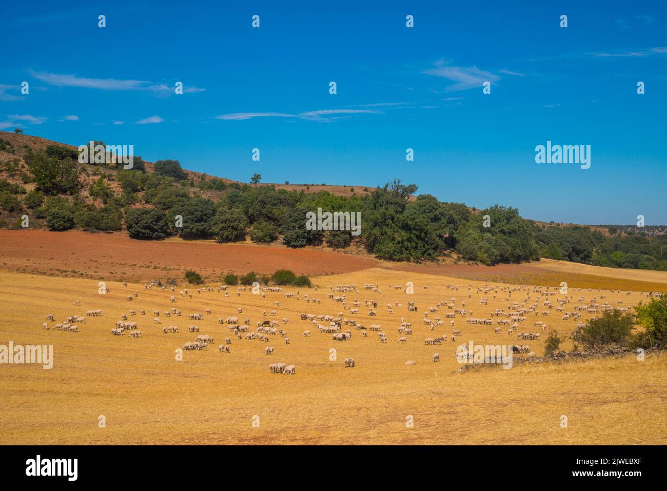 Flock of sheep. Valderroman, Soria province, Castilla Leon, Spain. Stock Photo