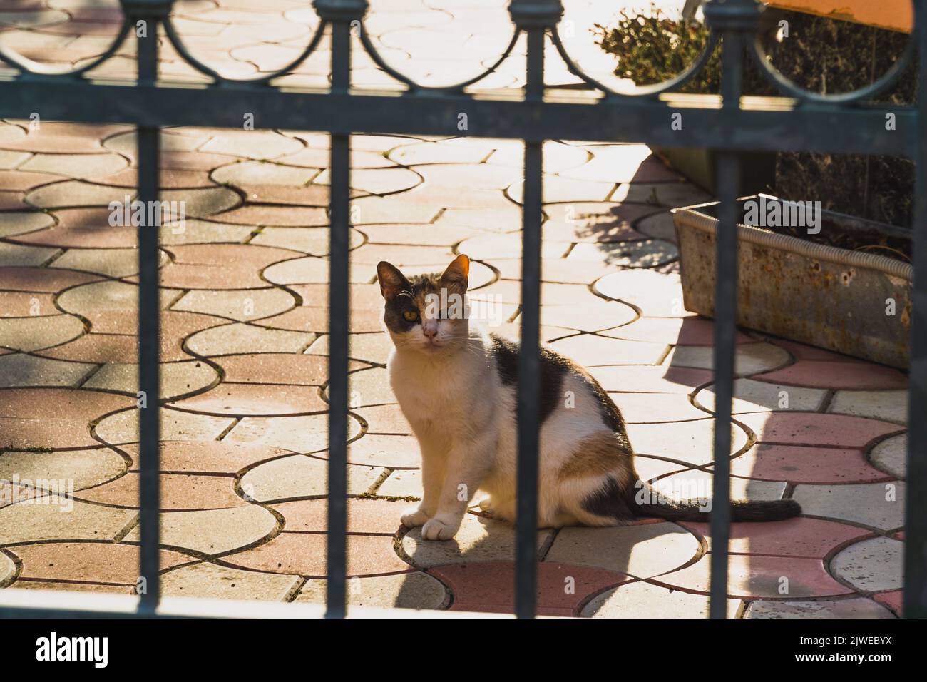 A cute cat sitting in front of the fence Stock Photo - Alamy