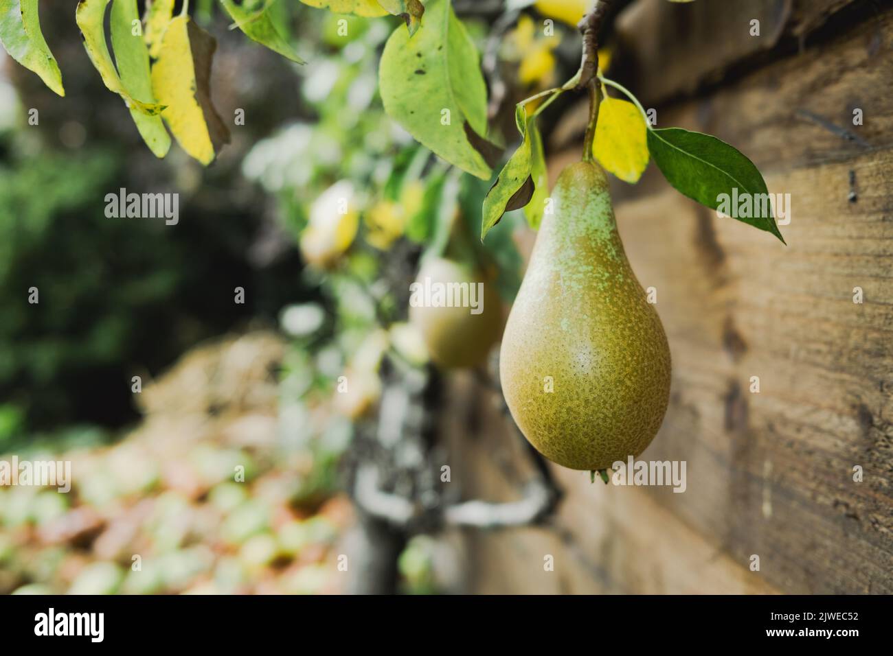 Pear Rip Off Growing ripe pears espalier tree hi-res stock photography and images ...