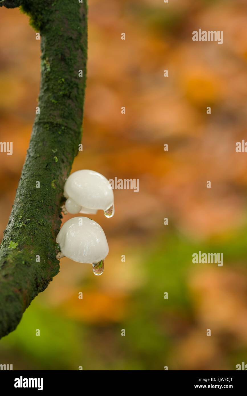 Immature Porcelain Fungus (Oudemansiella mucida) fruiting bodies growing on a small branch in a beech woodland in the southwest of England in autumn. Stock Photo