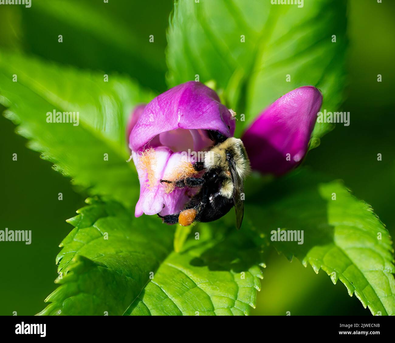 A bumblebee feeding on and pollinating pink turtlehead flowers in a garden in Speculator, NY Stock Photo