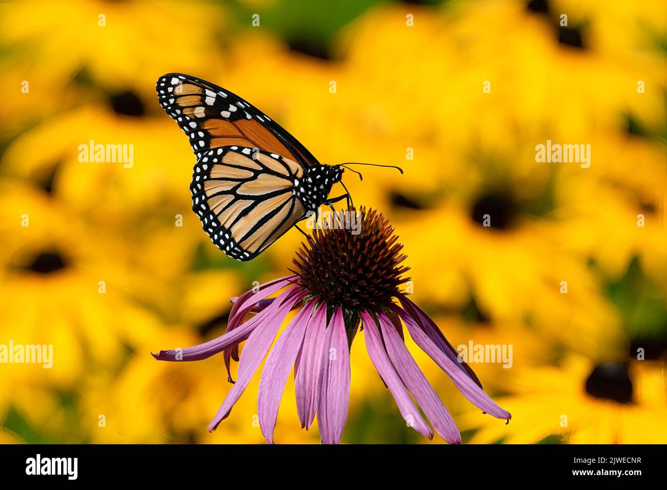 A Monarch Butterfly, Danaus plexippus, pollinating a purple cone flower in a garden in Speculator, NY USA with a bright yellow Rudbeckia background. Stock Photo