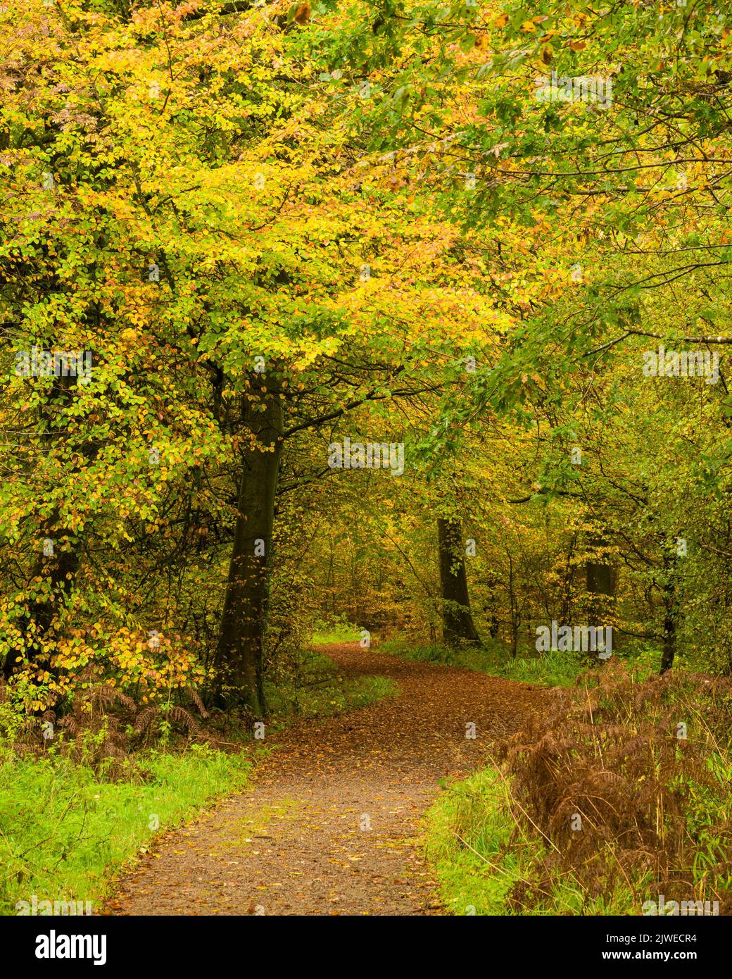 Pathway through common hi-res stock photography and images - Alamy