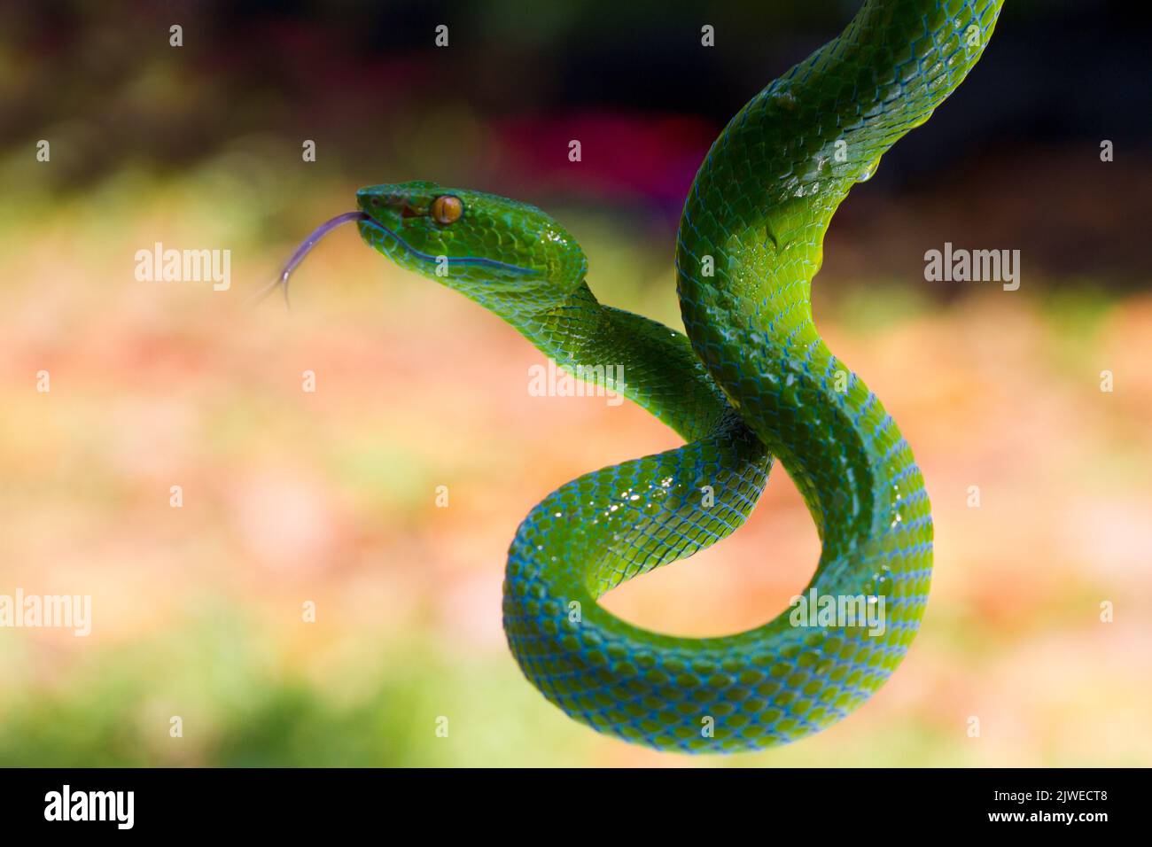 Close-up of a green tree pit viper on a branch, Indonesia Stock Photo