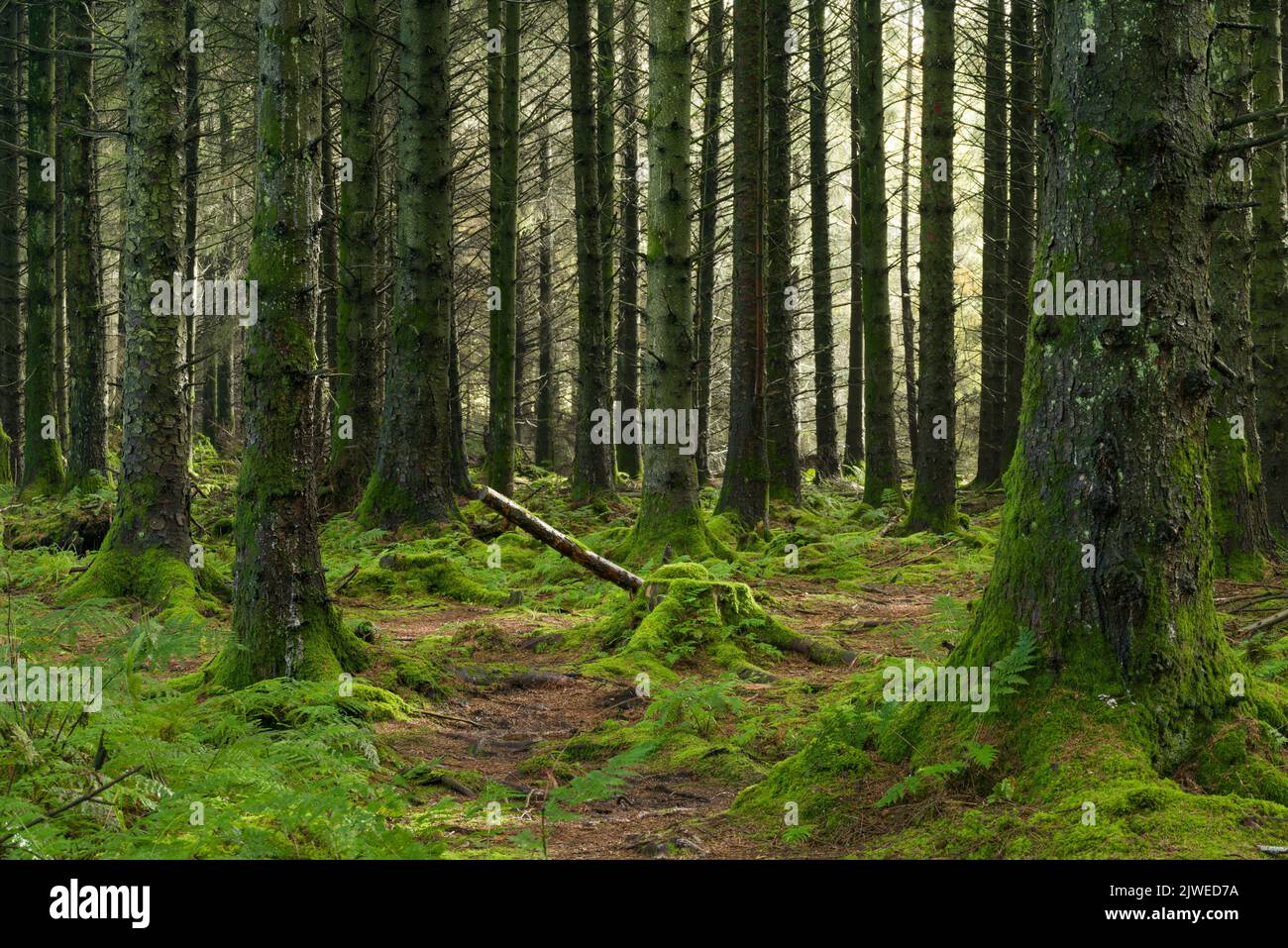 A coniferous plantation at Stockhill Wood in the Mendip Hills AONB, Somerset, England. Stock Photo