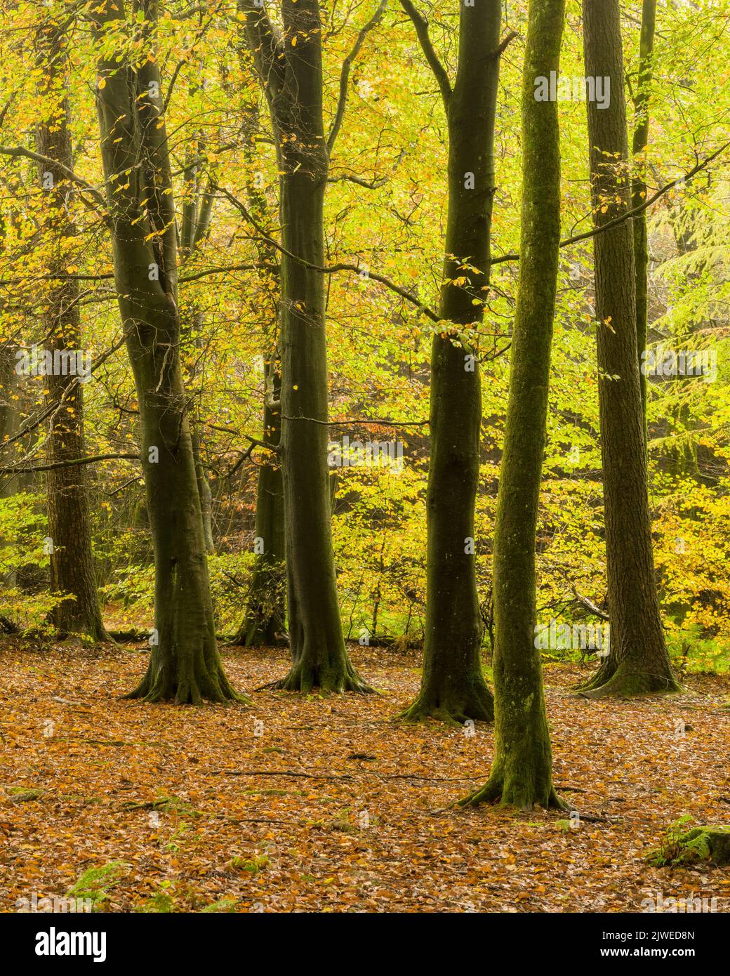Autumn colour on display in a beech woodland at Stockhill Wood in the Mendip Hills AONB, Somerset, England. Stock Photo