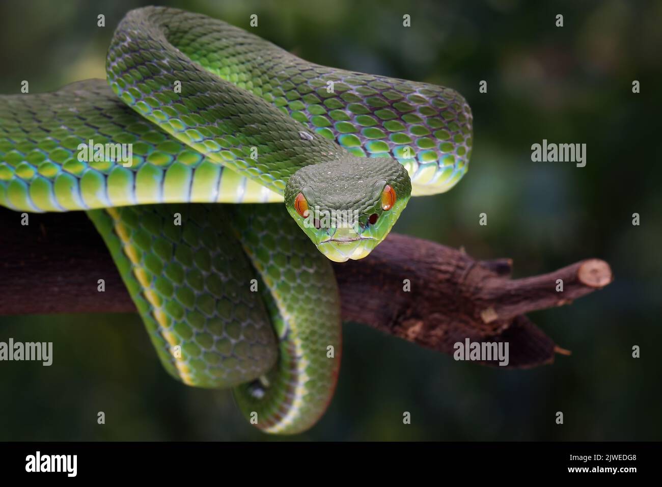 Close-Up of a white-lipped pit viper on a branch, Indonesia Stock Photo
