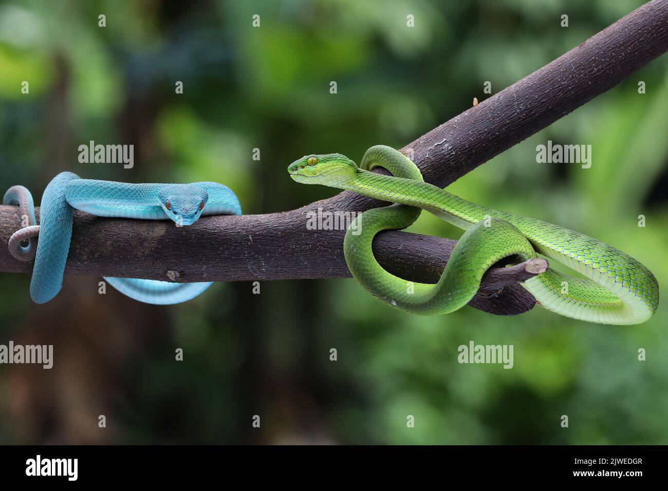 Blue insularis and green Trimeresurus albolabris snakes on a branch, Indonesia Stock Photo