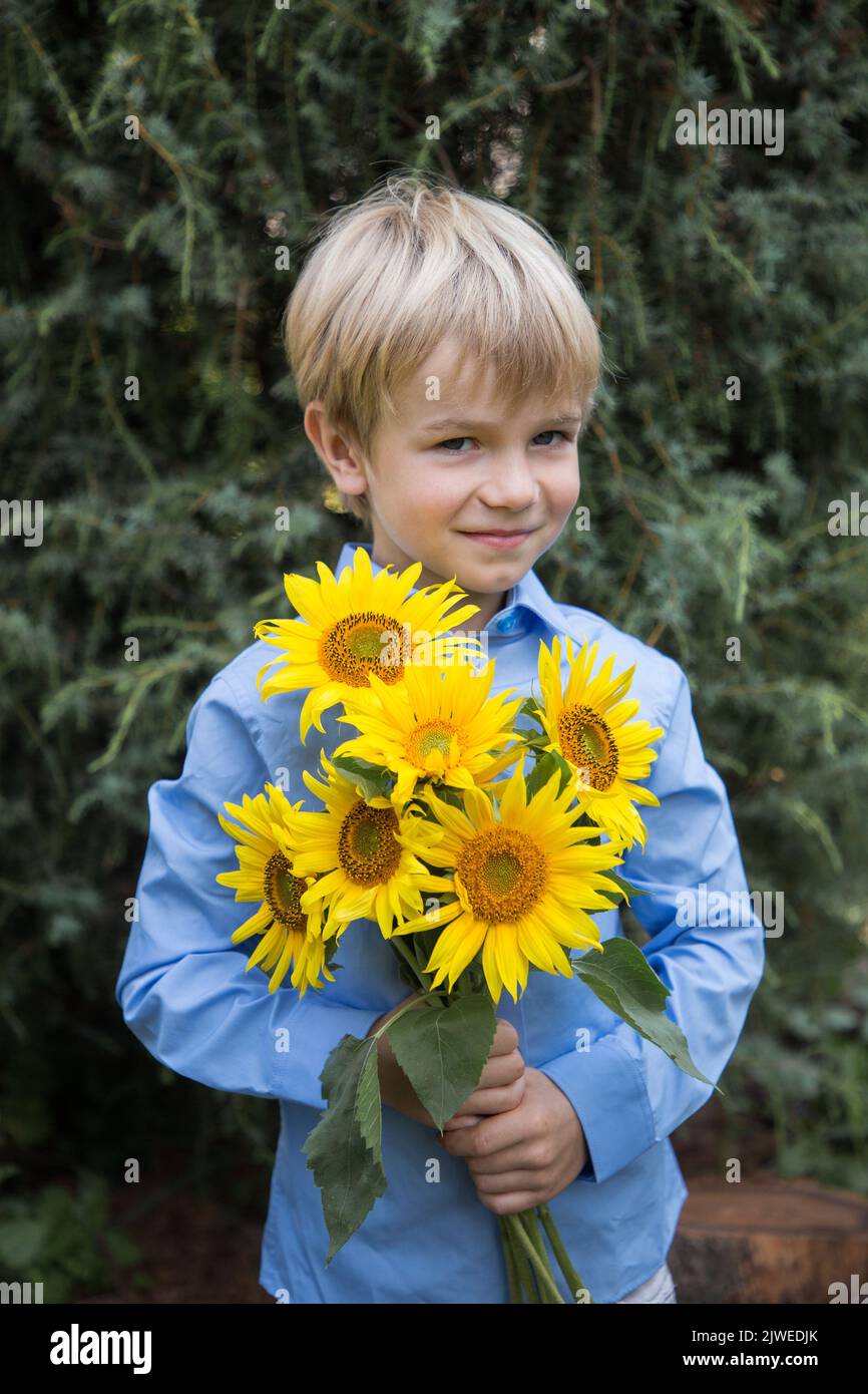 preschooler boy in a blue shirt holds a bouquet of yellow blooming sunflowers. patriotic bouquet. gratitude. mothers Day. Support for Ukraine. stop th Stock Photo