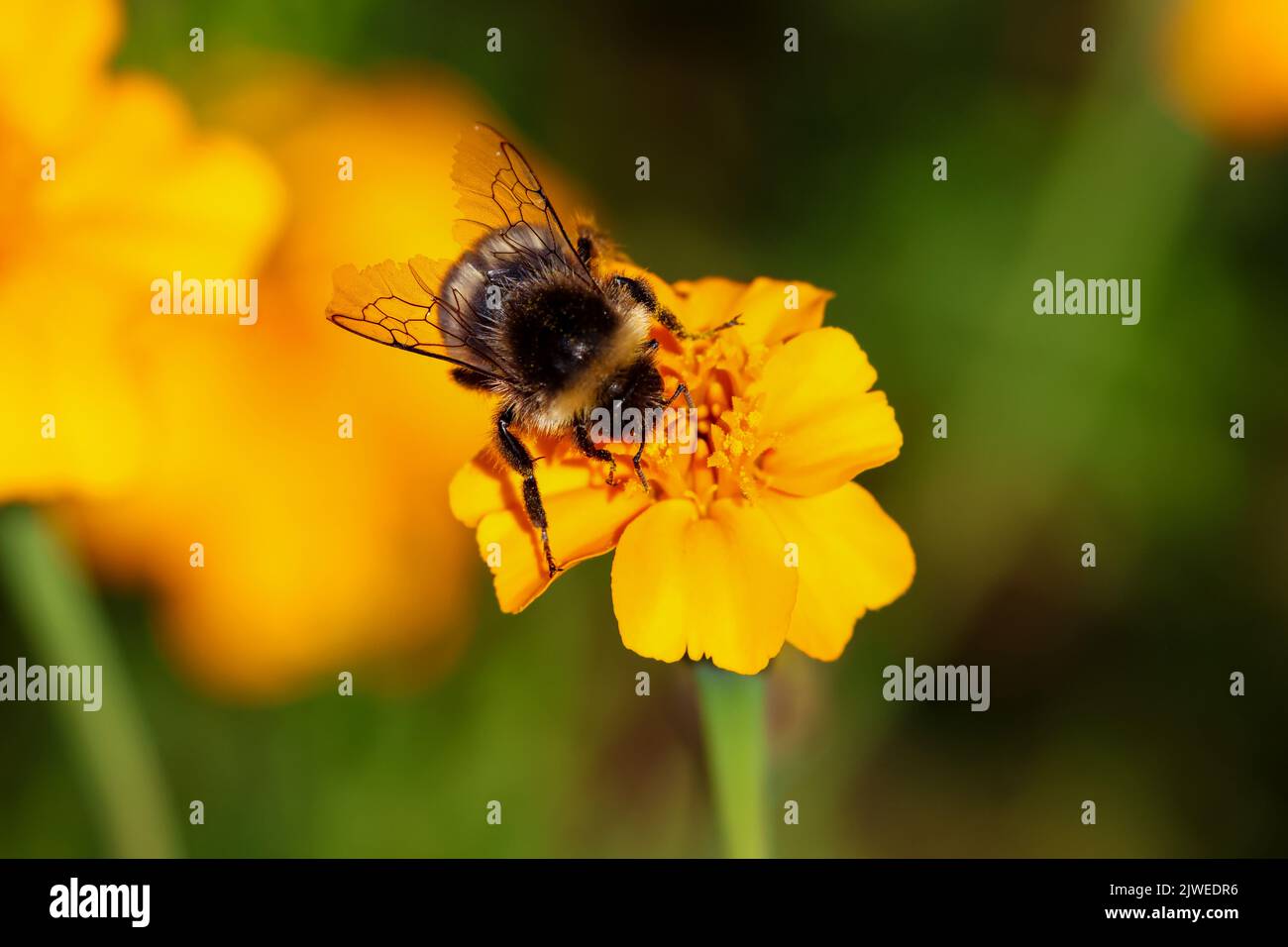 Bee feeds on bright yellow flower during summer pollination. Macro ...