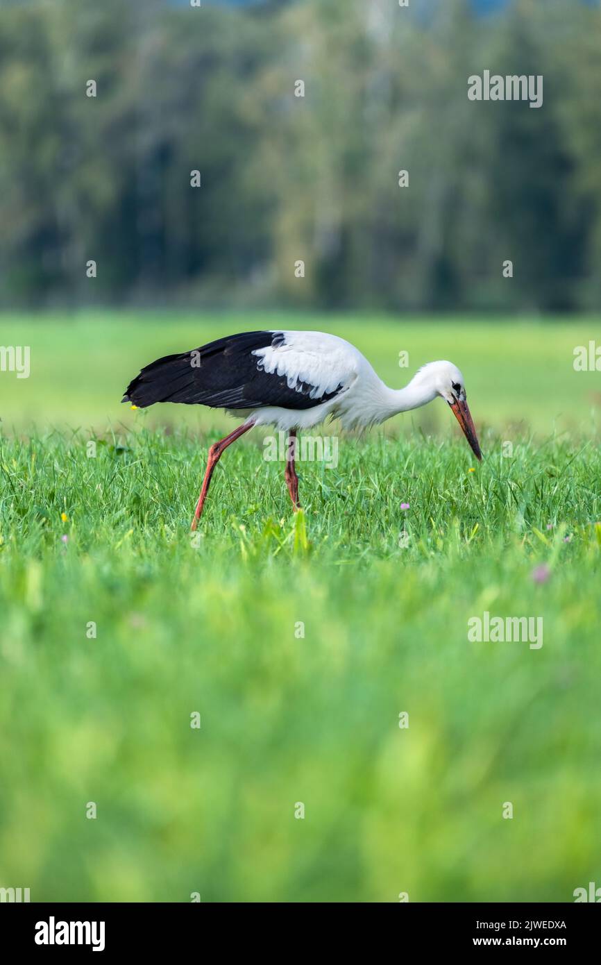 White Stork (Ciconia ciconia) foraging for food in a field, Austria Stock Photo
