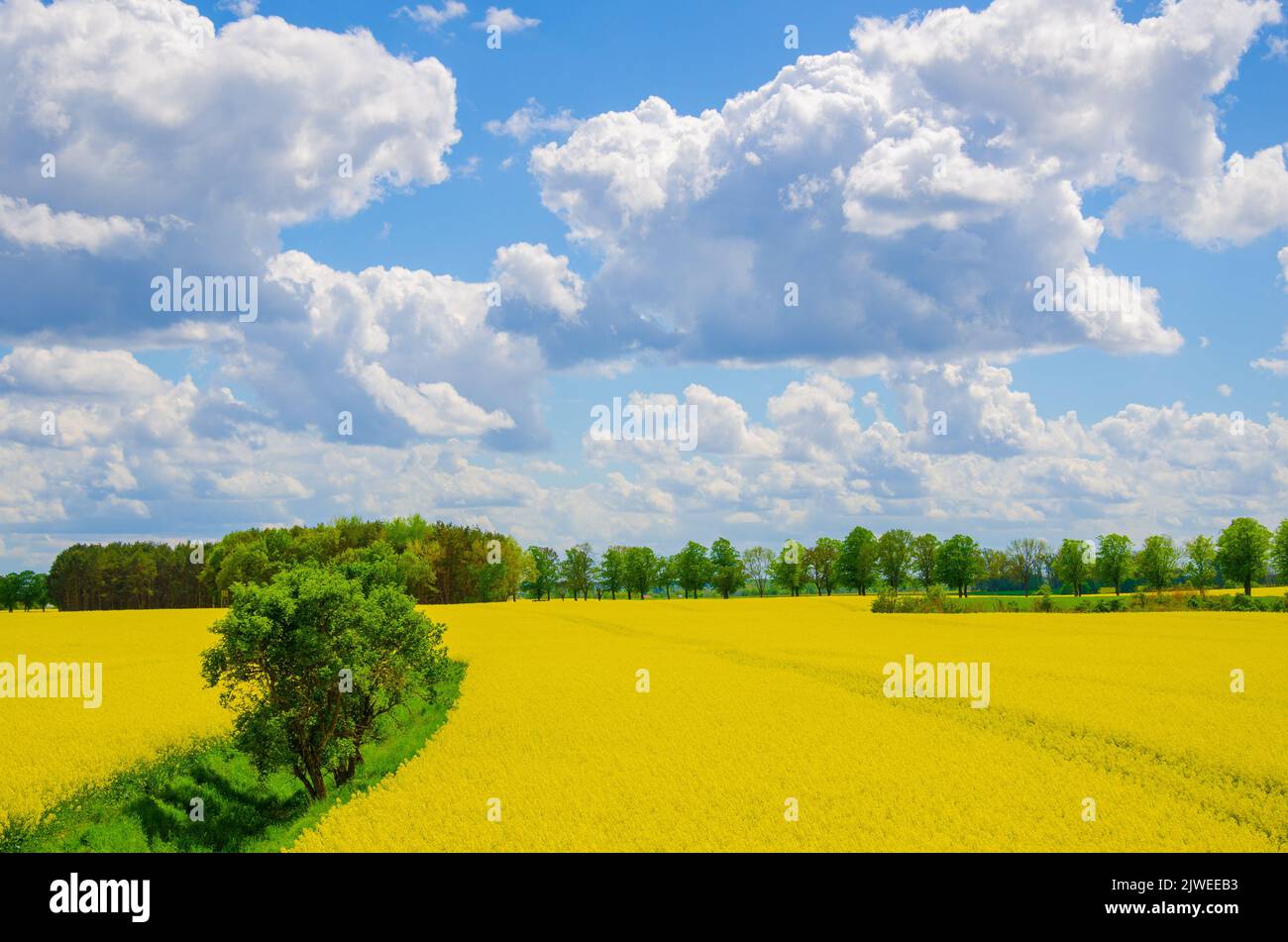 rapeseed field in the sun with nice clouds Stock Photo - Alamy