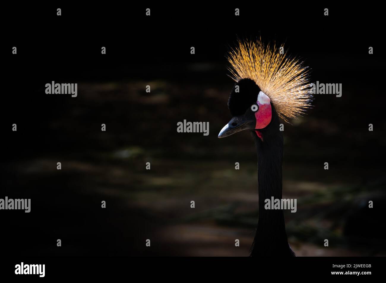 Portrait of a Crowned crane bird, Indonesia Stock Photo