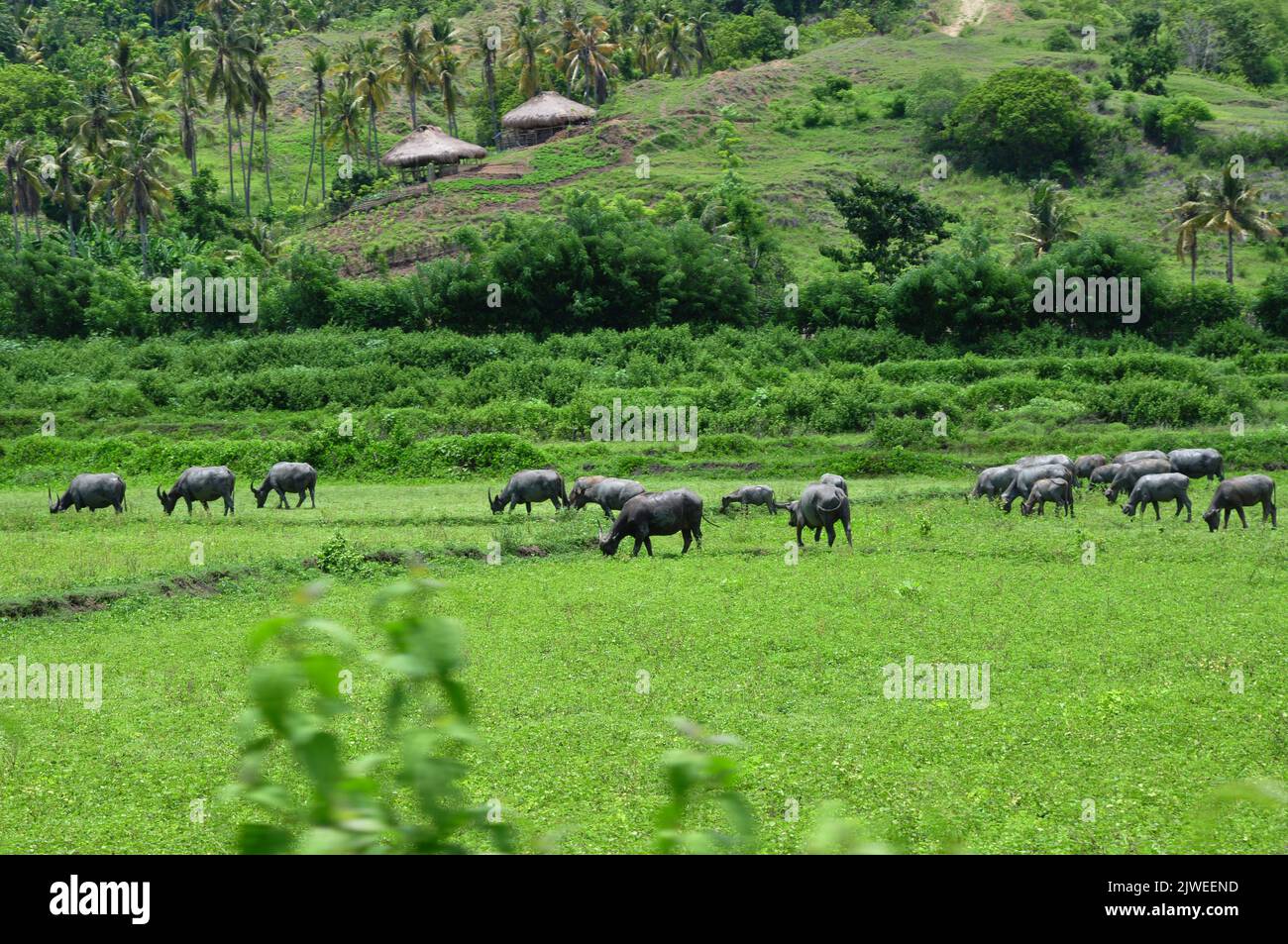 Herd of Buffalo grazing in a field, Sumba Island, Indonesia Stock Photo