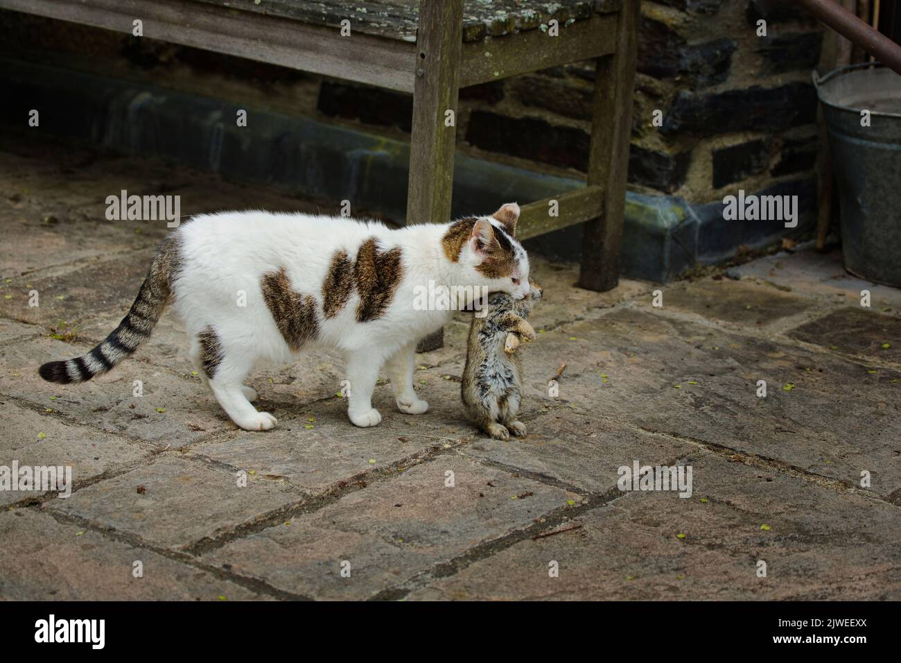 domestic cat with it's young rabbit kill Stock Photo