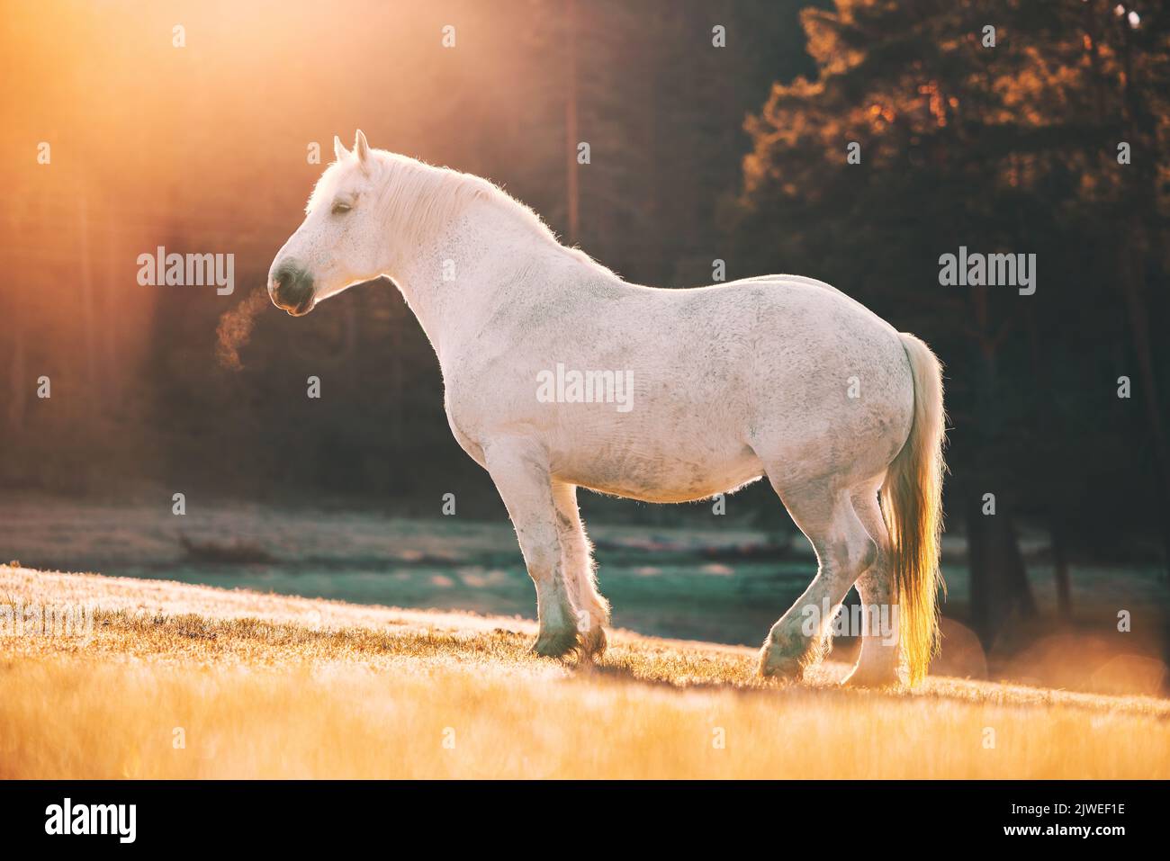 Big white wild horse grazing on pasture at misty sunrise in the mountain hills Stock Photo