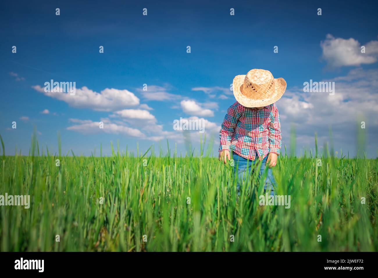 Little farmer boy with straw hat in a green wheat field. Agriculture and farming concept. Stock Photo