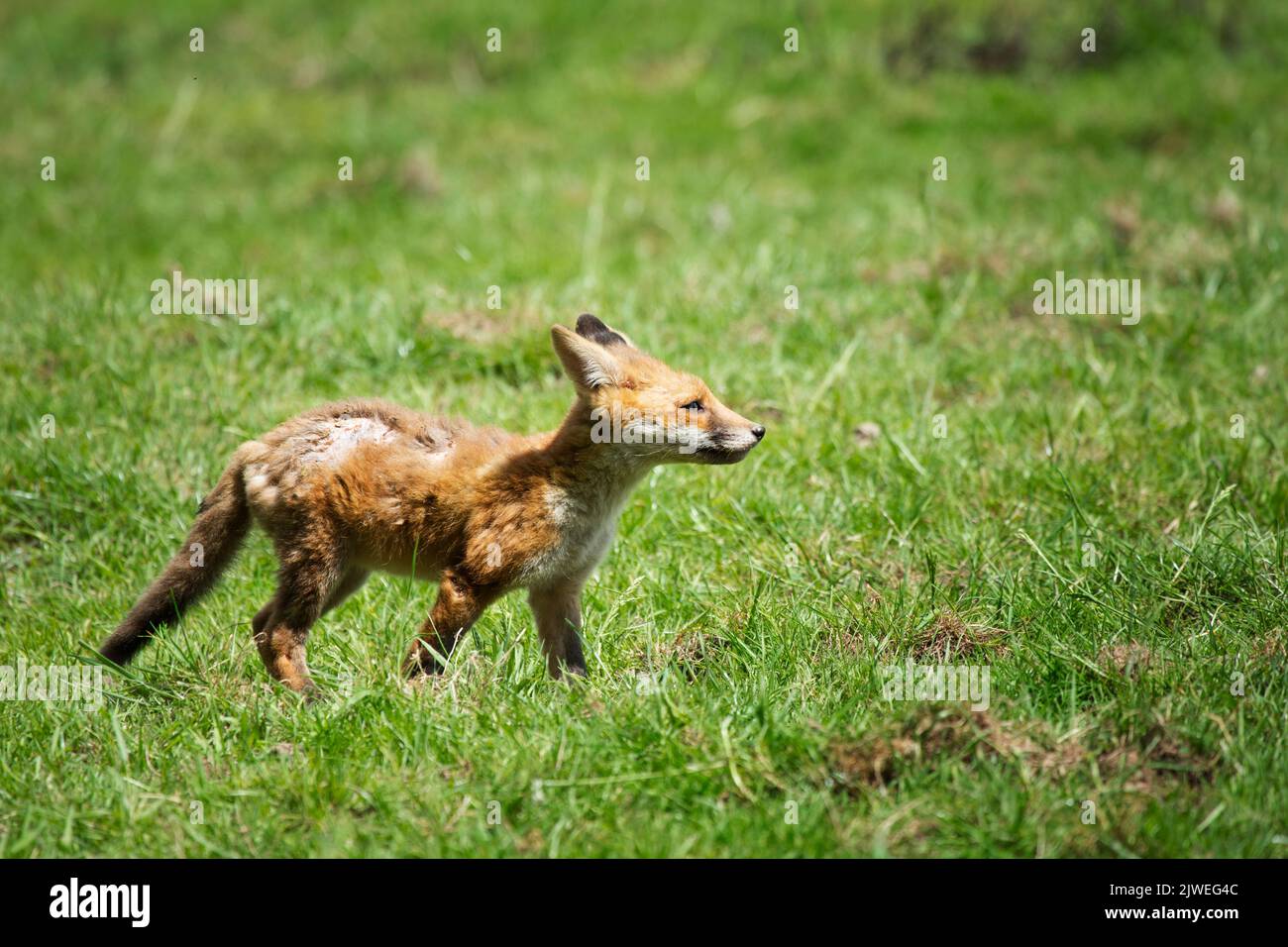A fox cub with Sarcoptic mange Stock Photo