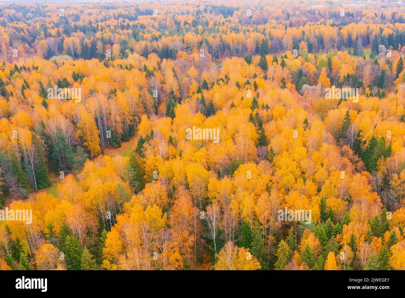 Aerial view of autumn spotted forest foliage with yellow roses and coniferous trees Stock Photo