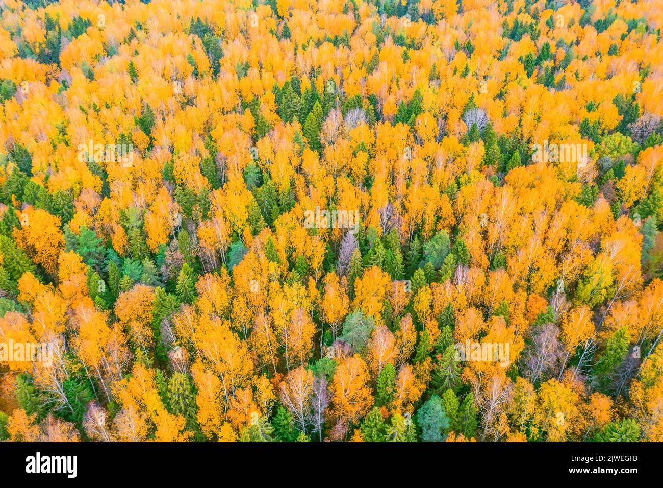 Aerial view of autumn spotted forest foliage with yellow roses and coniferous trees Stock Photo
