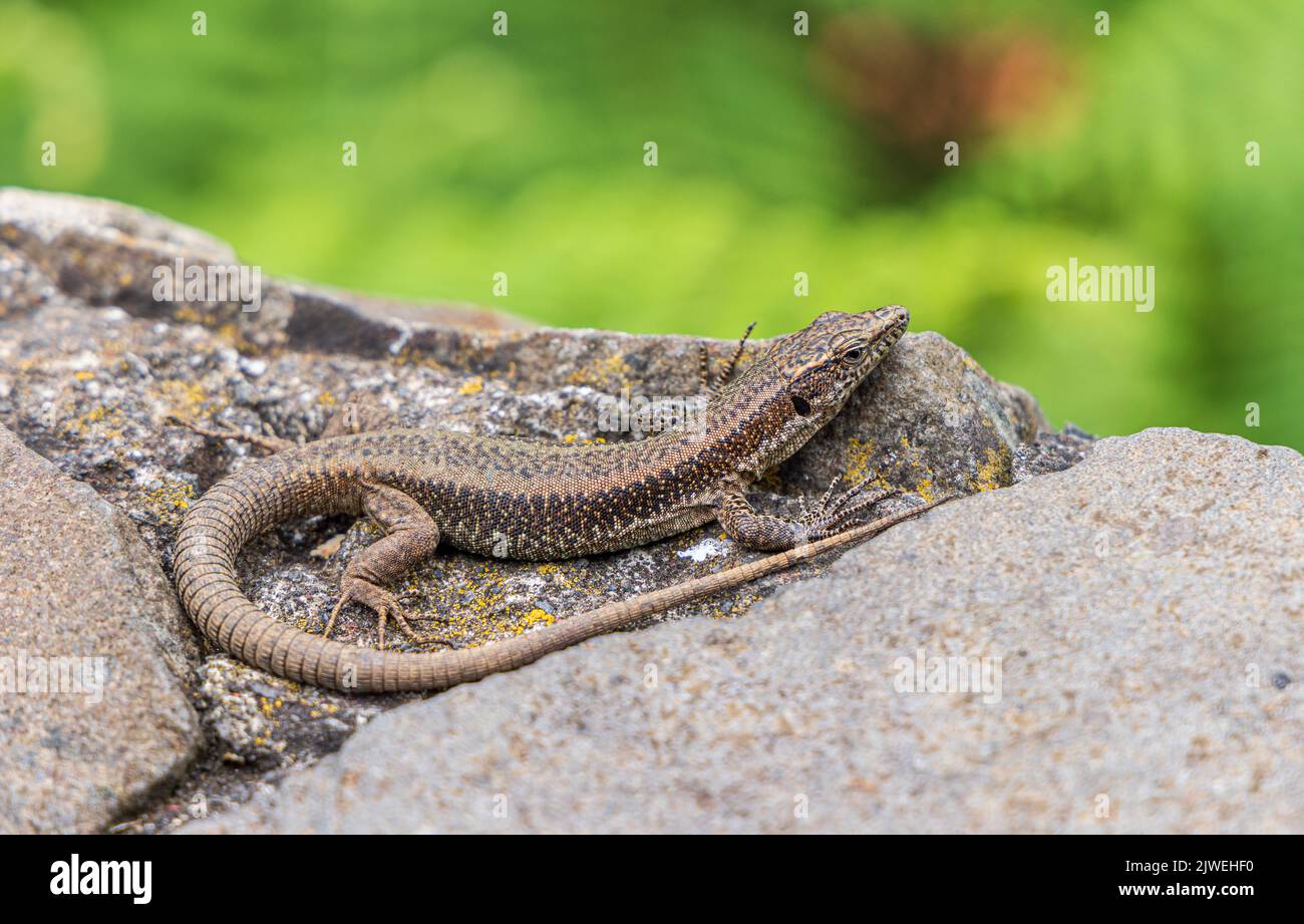 Madeiran wall lizard (Teira dugesii), Madeira, Portugal Stock Photo