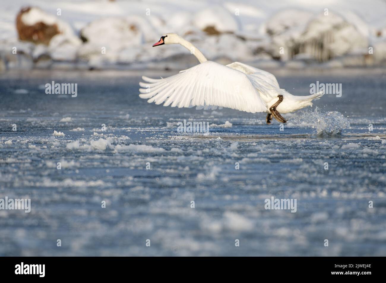 Mute swan running in the ice cold water before take-off in Baltic Sea in Helsinki, Finland few hours before freeze-up over in January 2021. Stock Photo