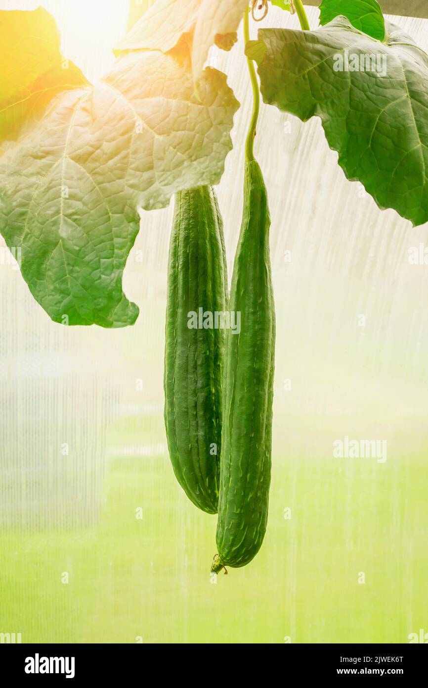 Luffa cylindrica, the sponge gourd, Egyptian cucumber or Vietnamese luffa, is an annual species of vine cultivated for its fruit, native to South and Stock Photo