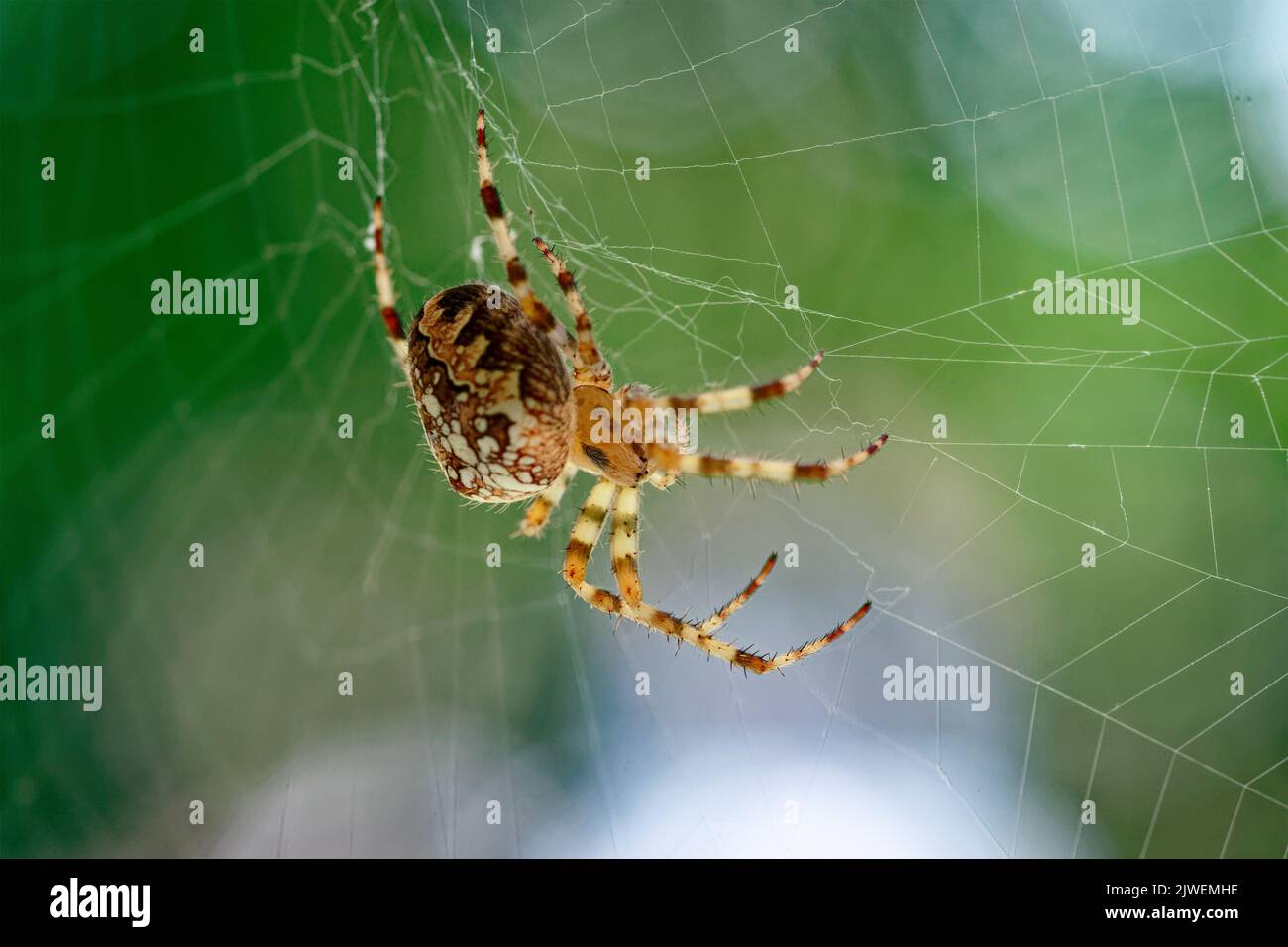 Araneus diadematus spider hunting in its web, macro shot Stock Photo