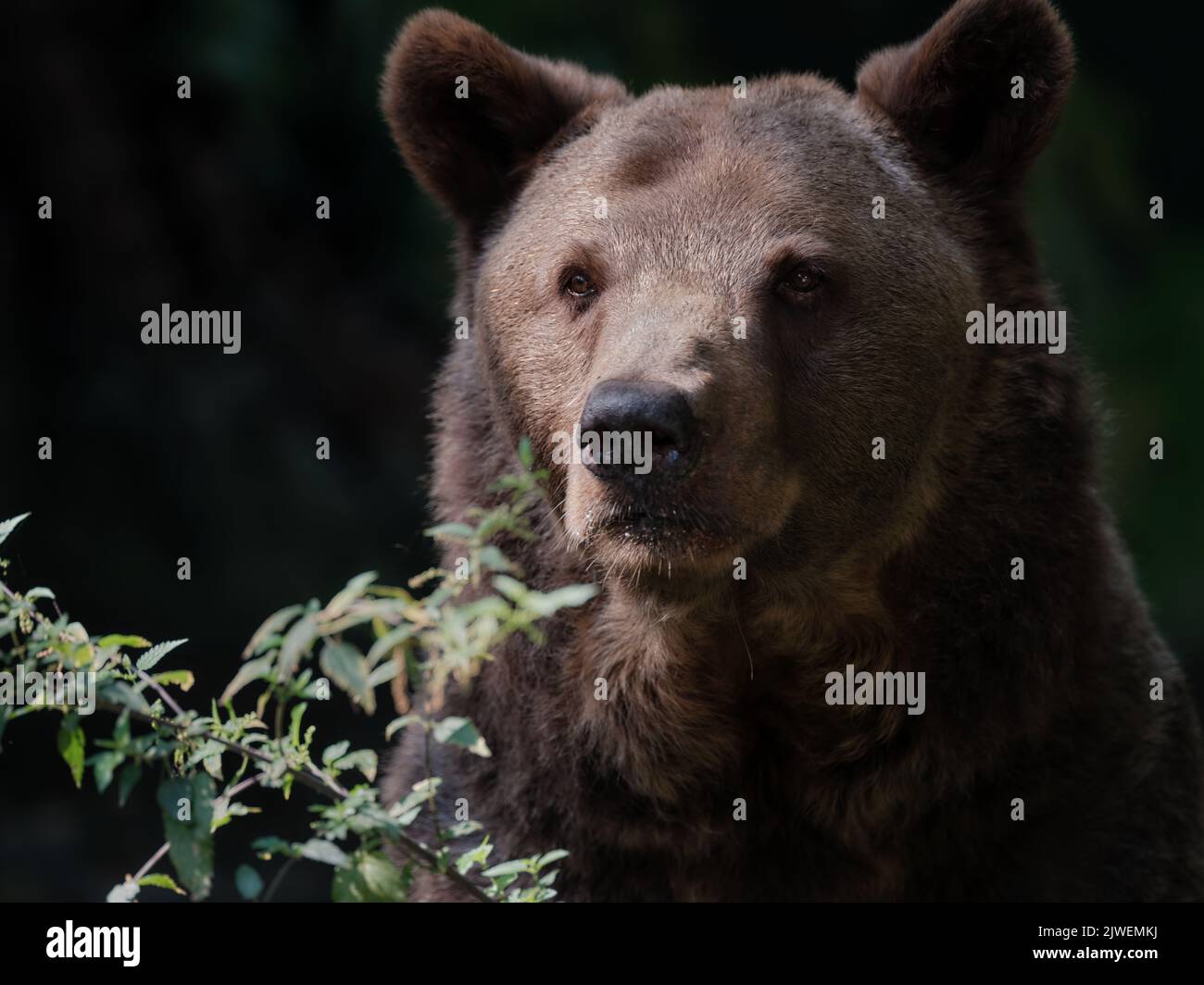 Portrait of a brown bear in the forest Stock Photo - Alamy