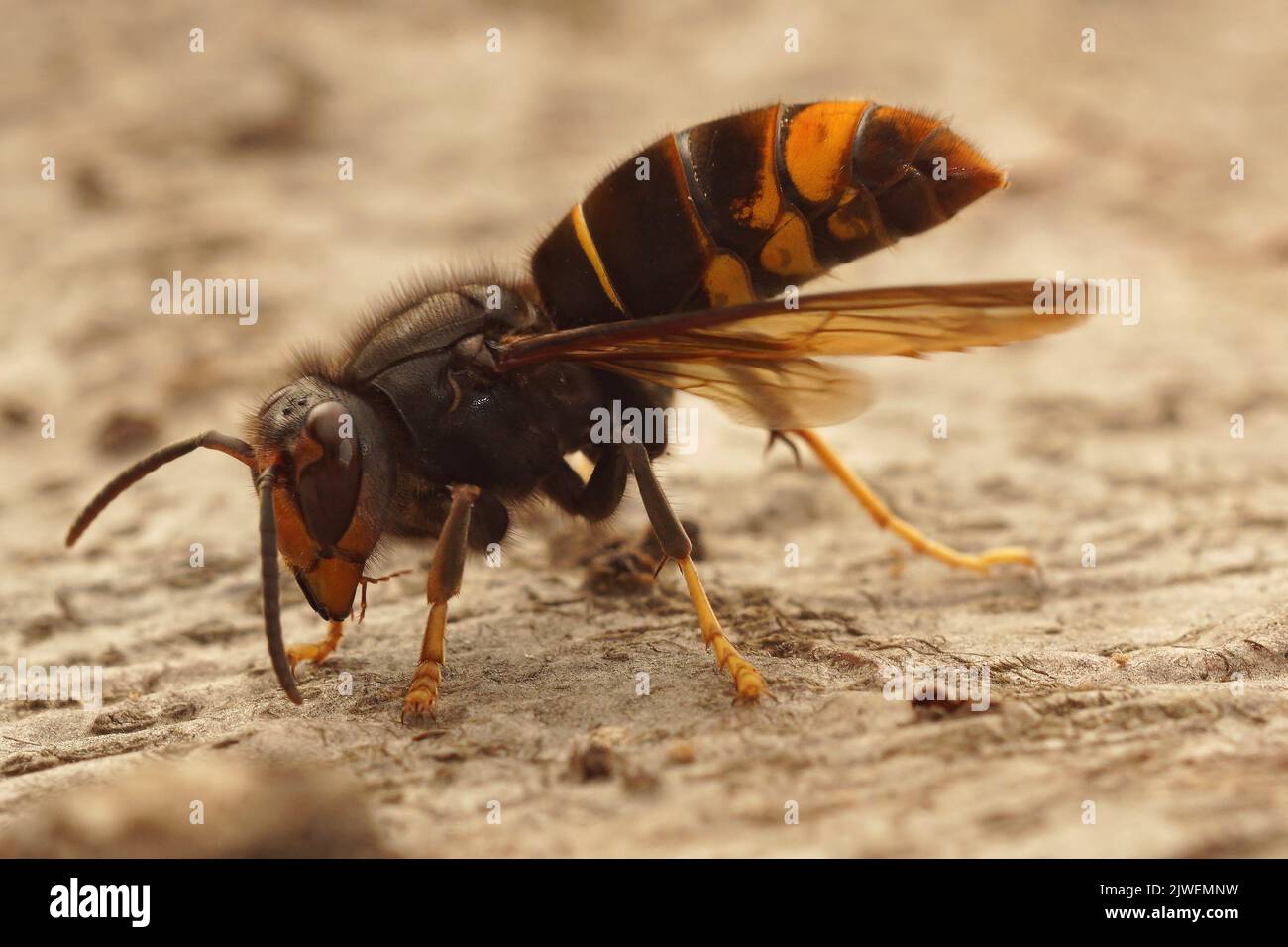 Detailed closeup on the invasive and aggressive a dark Asian yellow-legged hornet , Vespa velutina Stock Photo
