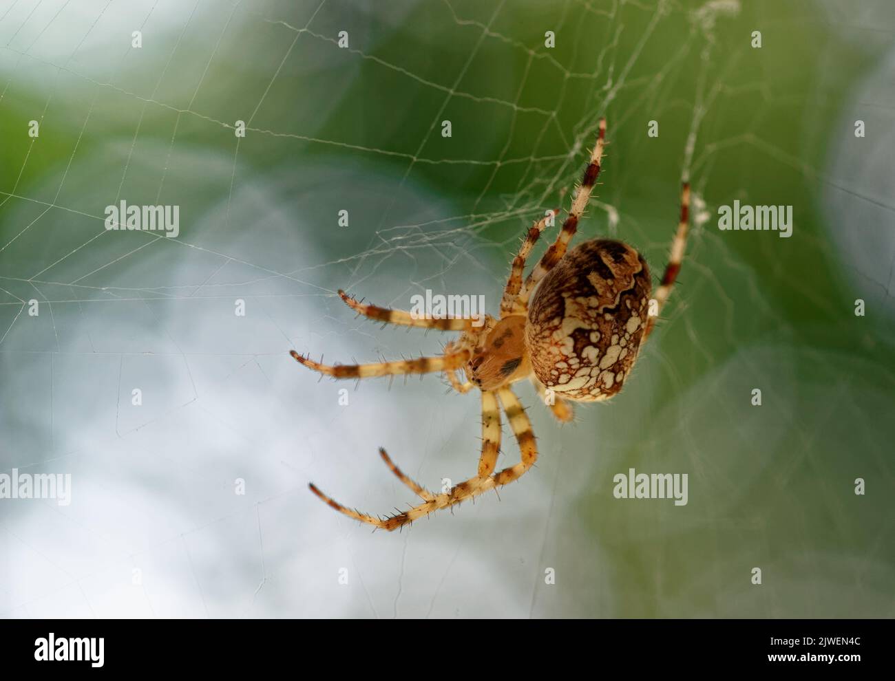 Araneus diadematus spider hunting in its web, macro shot Stock Photo