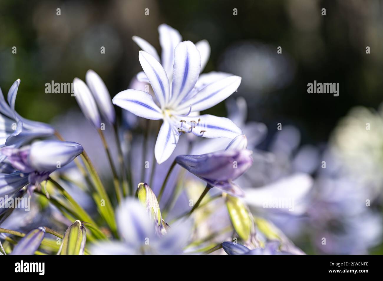 Agapanthus praecox, blue lily flower, close up. African lily or Lily of the Nile is popular garden plant in Amaryllidaceae family. C Stock Photo
