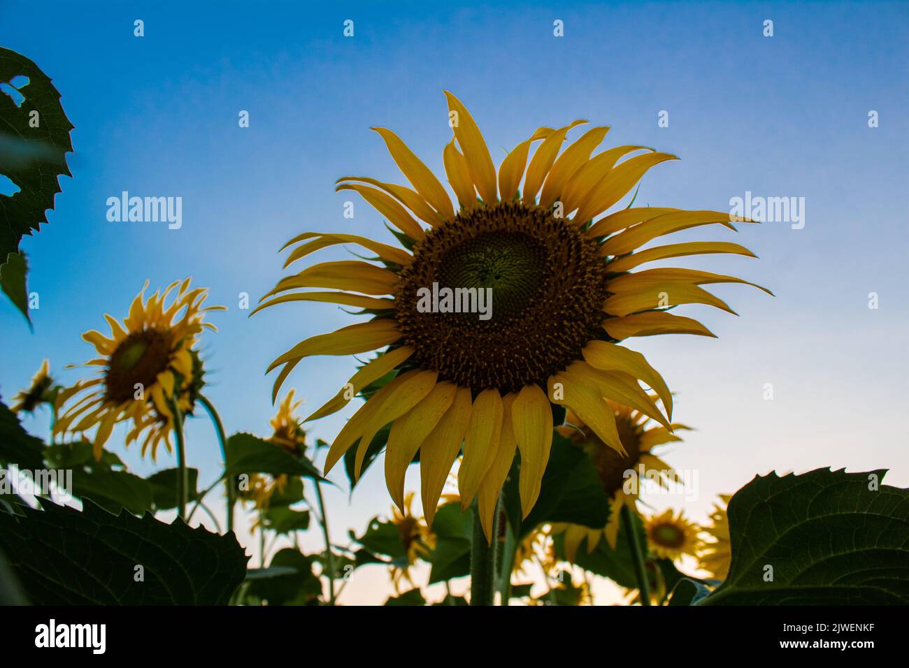 Sunflower garden on the evening sunset timing in Thiruttani Tamilnadu