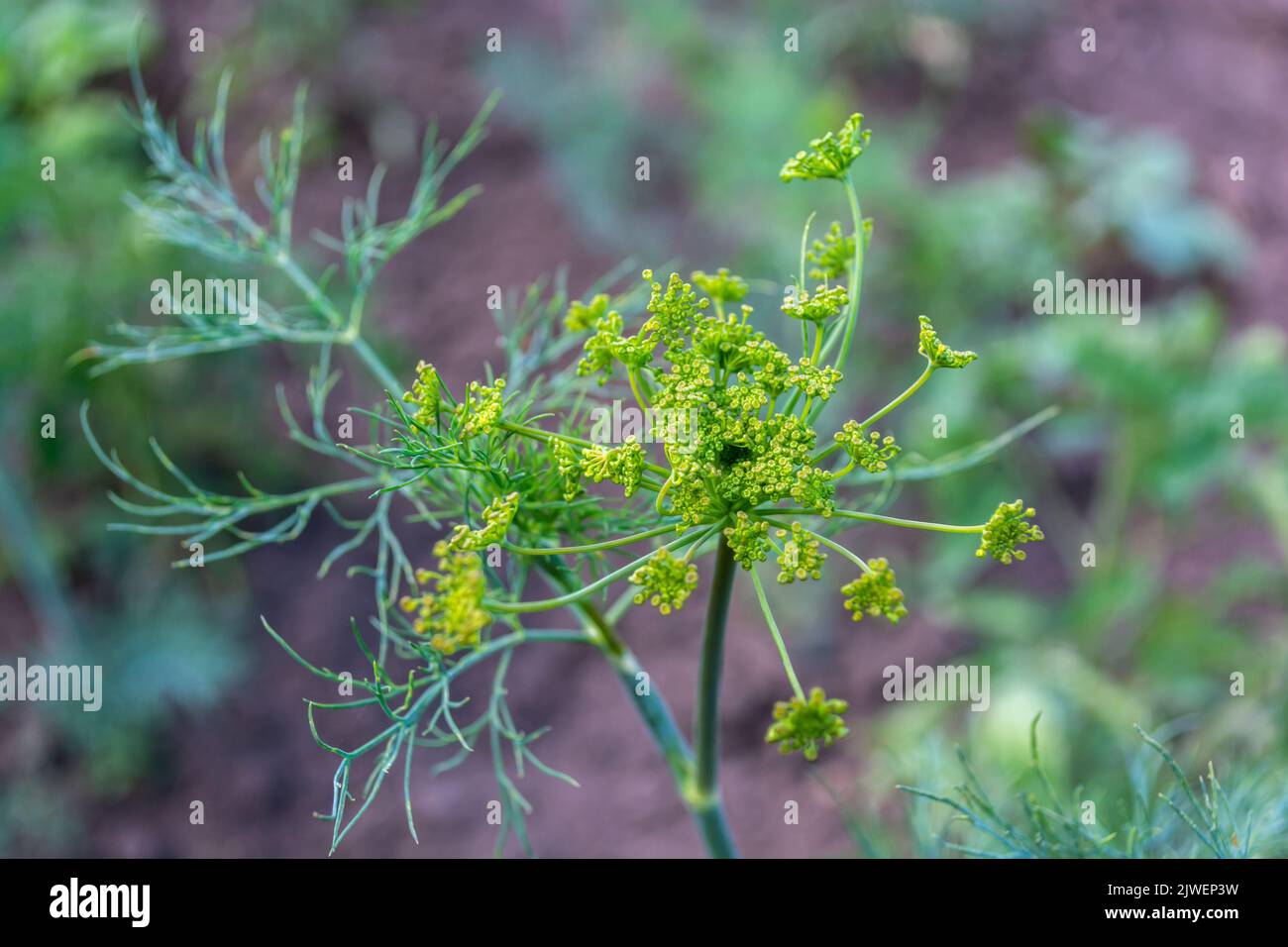 Beautiful yellow dill flowers hi-res stock photography and images - Alamy