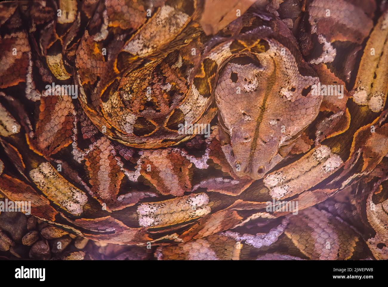 Gaboon viper, one of the deadliest snakes in the world, with potent venom and fangs up to 2 inches long. Stock Photo