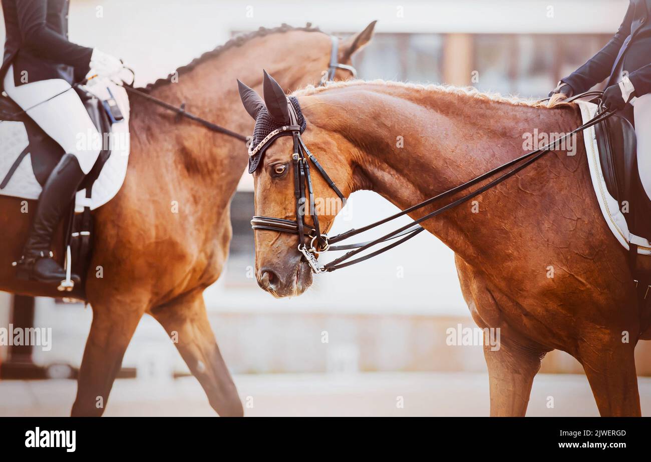 In the photo there are two beautiful bay horses with riders in the ...