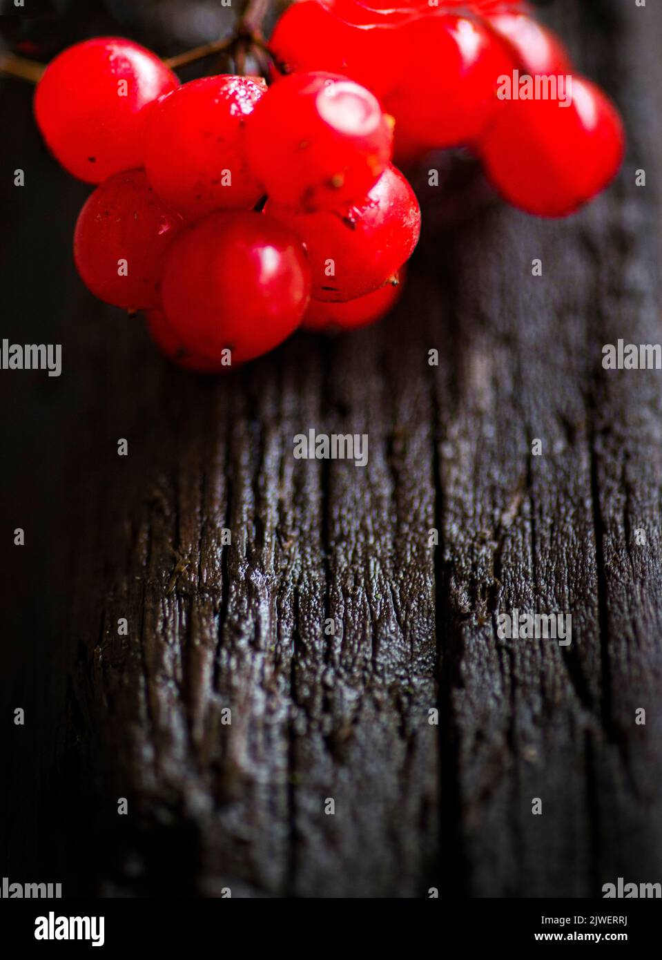 Chervona kalyna (arrowwood) berries on the time-dark wet oak wood background Stock Photo