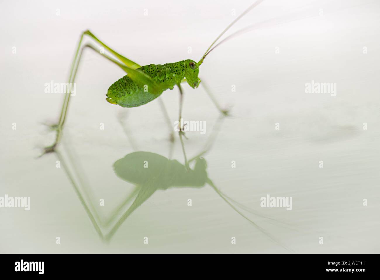A locust at the flat reflecting surface Stock Photo
