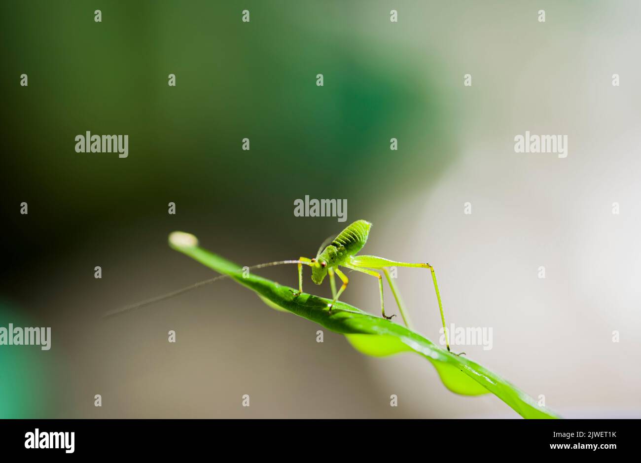 A locust, eating a coffee leaf Stock Photo