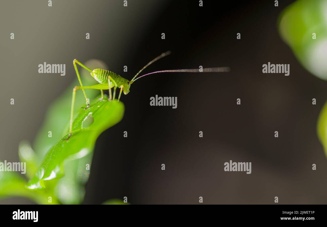A locust, eating a coffee leaf Stock Photo