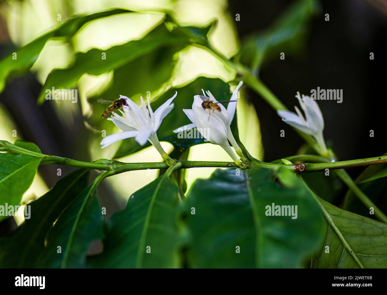 A twig of blooming coffee, with insects, pollinating the flowers Stock Photo